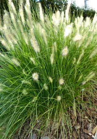 PENNISETUM alopecuroides Hamel